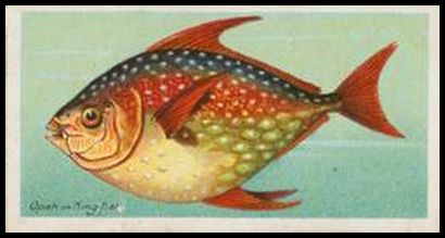 Opah or King fish